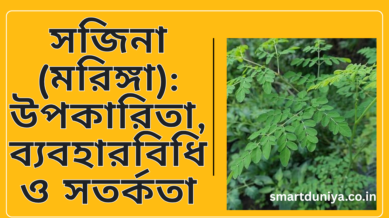 সজিনা (মরিঙ্গা):উপকারিতা, ব্যবহারবিধি ও সতর্কতা