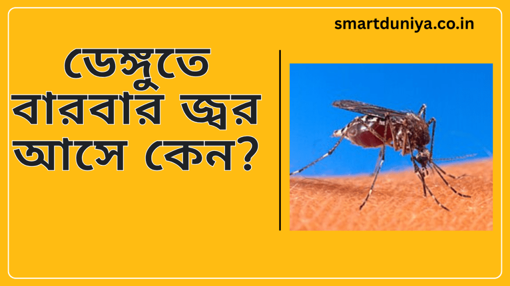 ডেঙ্গুতে বারবার জ্বর আসে কেন?