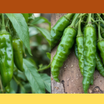 green chili benefits