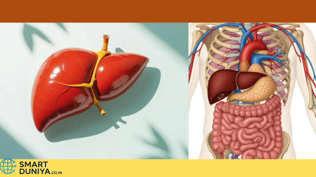 human liver problems