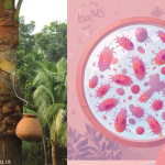 khejurer-ros-nipah-virus-jhuki-sottyo